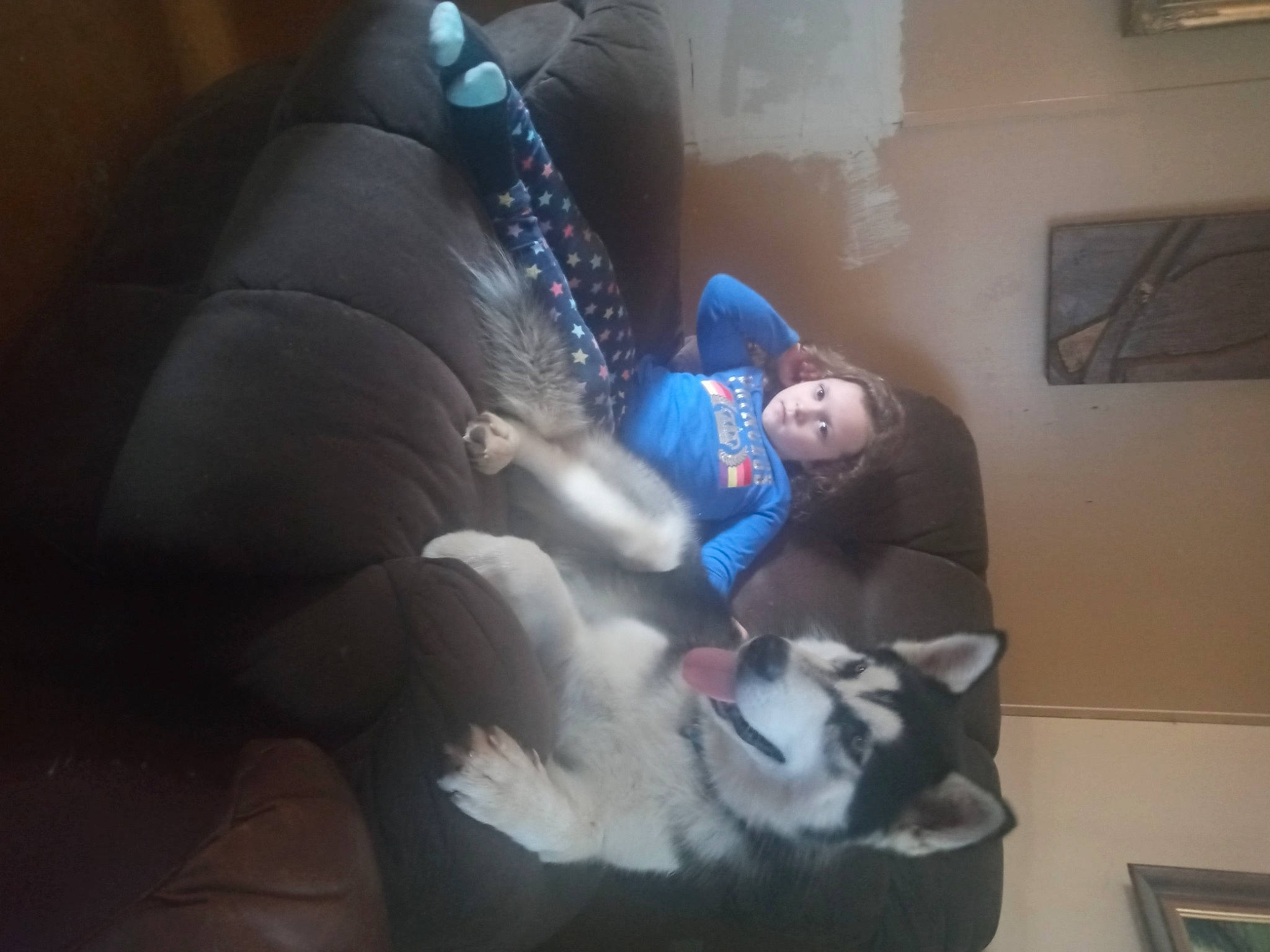 Ireland joined the competition — help win amazing prizes! cat, comfort, companion_dog, couch, darkness, dog_breed, domestic_short_haired_cat, felidae, flooring, fun, fur, lap, nap, person, picture_frame, room, sitting, small_to_medium_sized_cats, t_shirt, tree