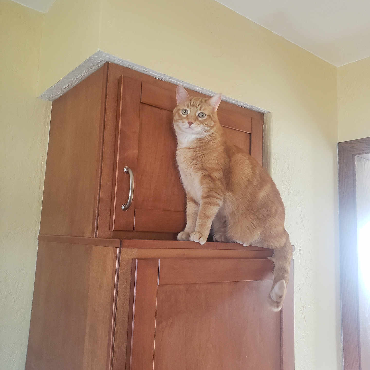 Chile joined the competition — help win amazing prizes! alert, cat, curious, domestic_cat, ears, eyes, feline, furniture, house, indoor, mammal, orange_tabby, pet, room, sitting, tail, wall, whiskers, window_light, wooden_cabinet