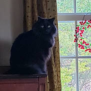 Leo joined the competition — help win amazing prizes! animal, black_cat, cabinet, cat, cozy, curtains, decor, feline, fluffy, furniture, green_eyes, holiday_decor, indoor, natural_light, peaceful, pet, quiet, still_life, window, wreath
