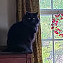 cat, black_cat, fluffy, feline, window, wreath, curtains, cabinet, indoor, natural_light, green_eyes, pet, animal, furniture, decor, holiday_decor, still_life, cozy, quiet, peaceful