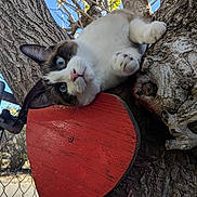 Yulibutt is registered to the contest to win money with this photo: animal, blue_eyes, branches, cat, close_up, curious, cute, daylight, feline, fence, nature, outdoor, paw, pet, playful, red_heart, sky, tree, trunk, wood