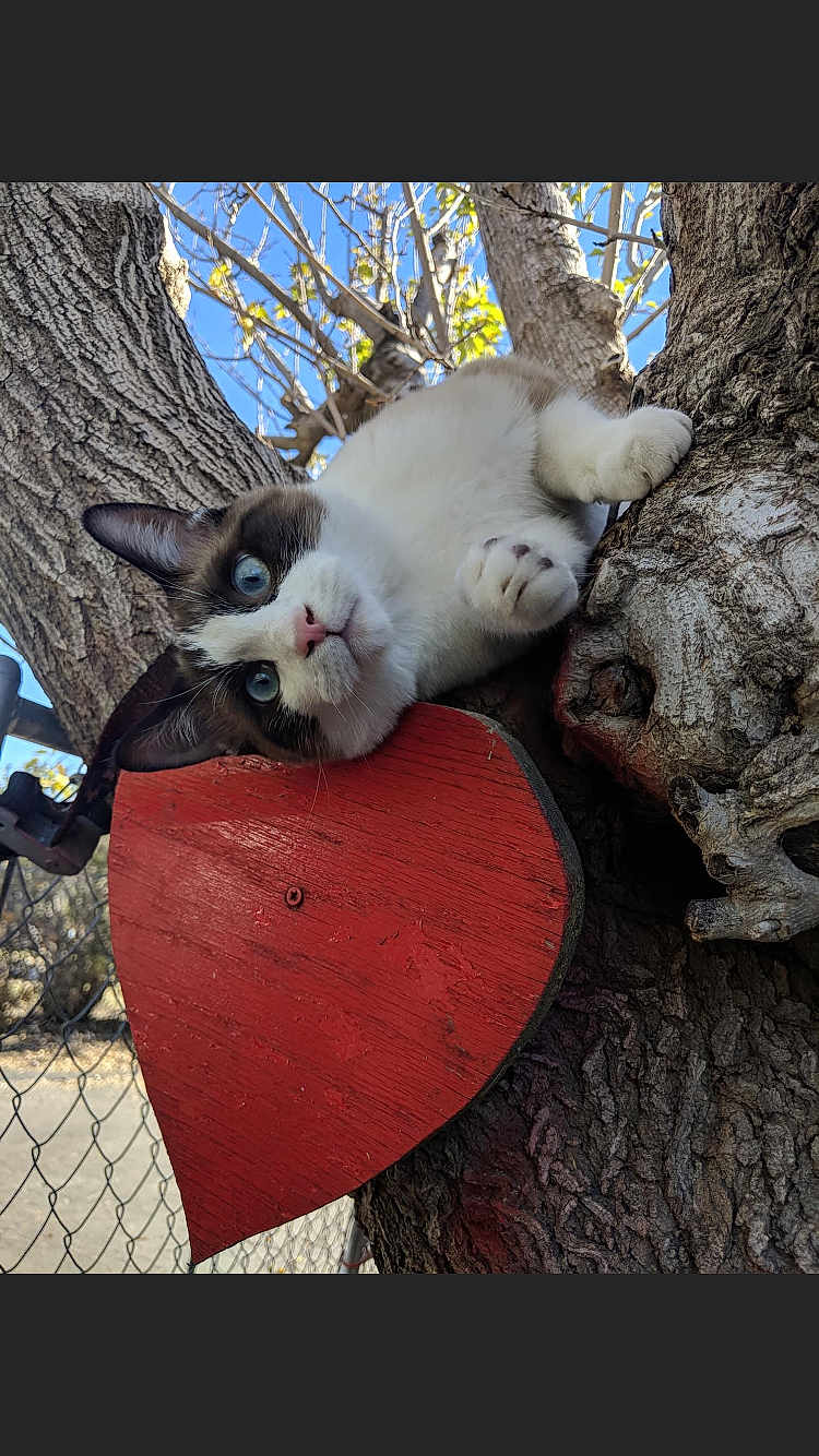 Yulibutt is registered to the contest to win money with this photo: animal, blue_eyes, branches, cat, close_up, curious, cute, daylight, feline, fence, nature, outdoor, paw, pet, playful, red_heart, sky, tree, trunk, wood