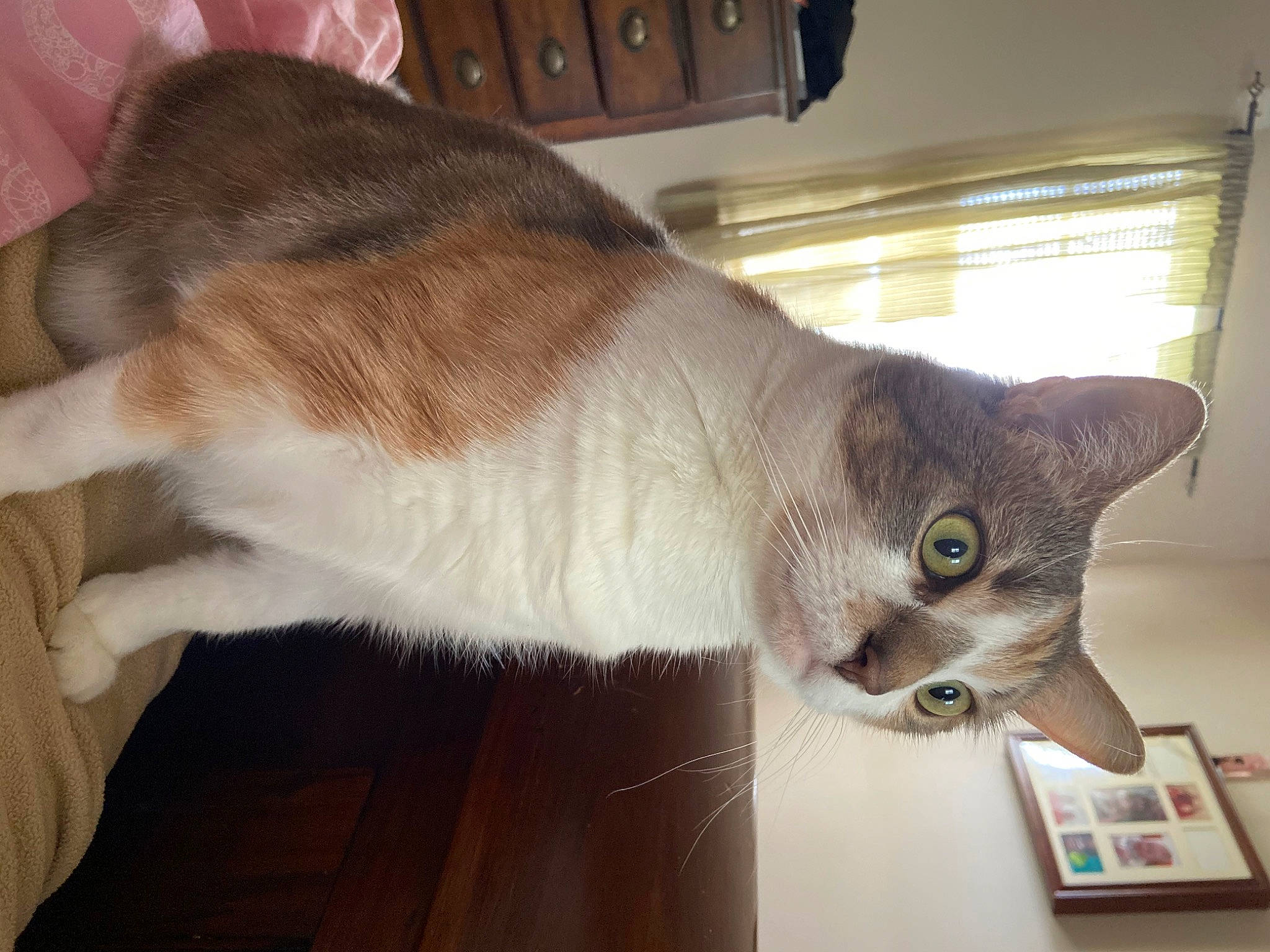 Bea joined the competition — help win amazing prizes! carnivore, cat, claw, collar, domestic_short_haired_cat, fawn, felidae, flooring, fur, hardwood, paw, room, small_to_medium_sized_cats, snout, tail, tonkinese, whiskers, wood