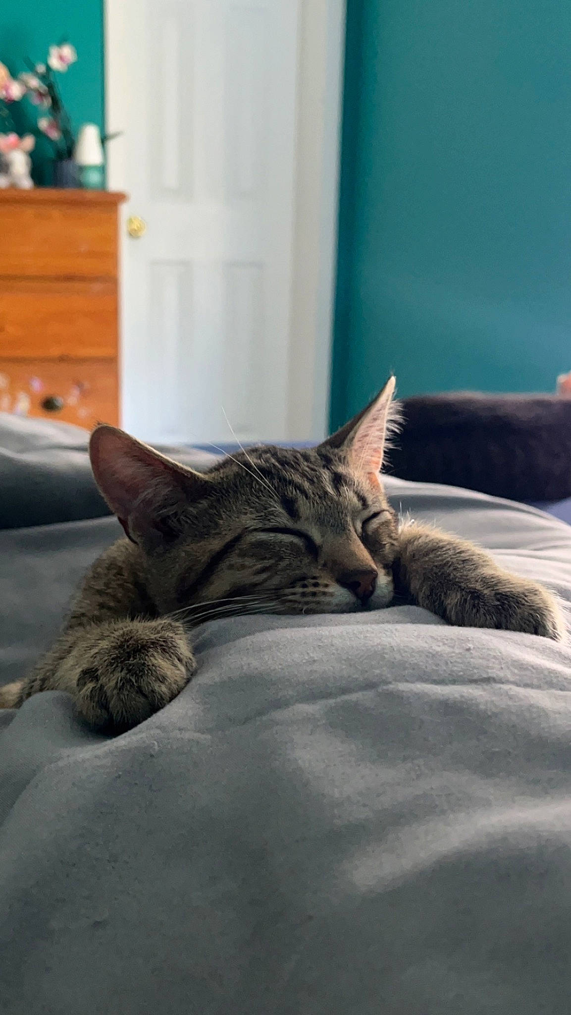 Bingo is registered to the contest to win money with this photo: carnivore, cat, comfort, domestic_short_haired_cat, felidae, floor, fur, grey, linens, mammal, nap, paw, room, small_to_medium_sized_cats, snout, tail, textile, whiskers, wildlife, wood