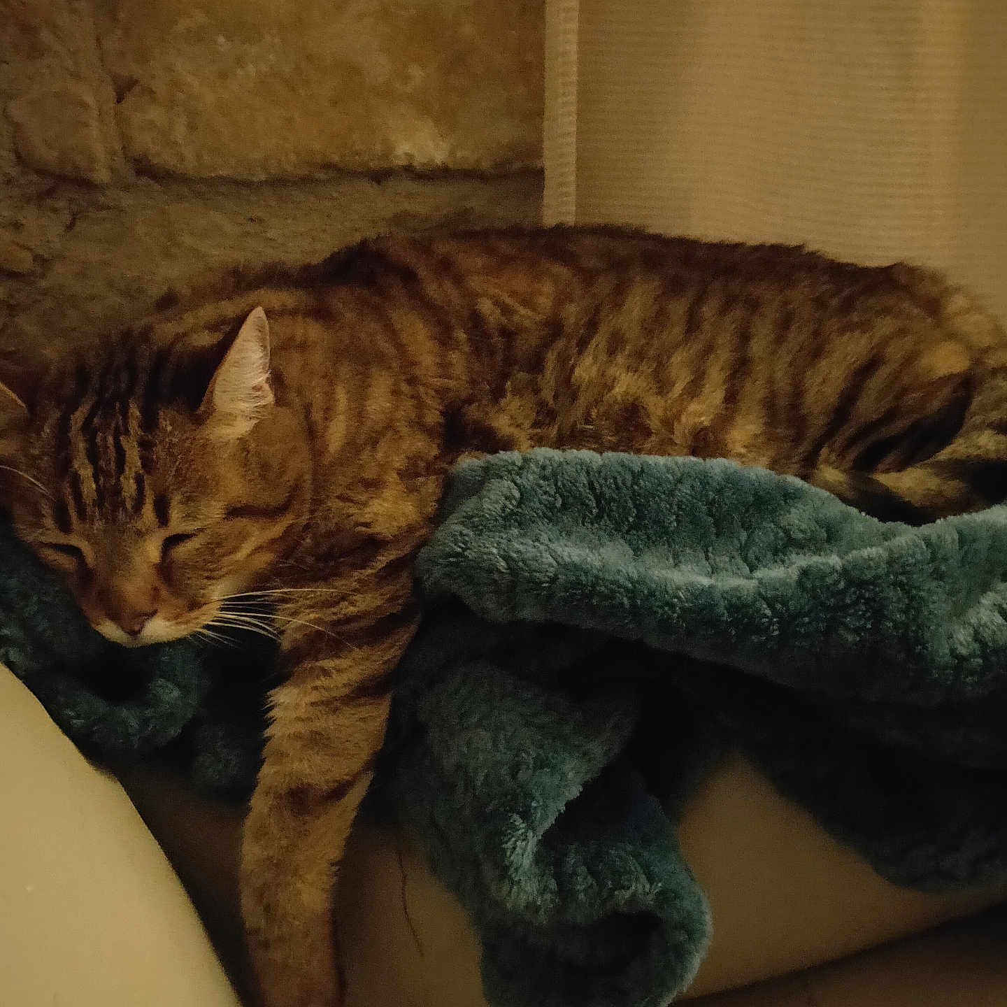 Perle a rejoint le concours — aidez-le/la à gagner de superbes lots ! animal, blanket, cat, comfort, couch, cozy, dim_lighting, fur, furniture, home, indoor, paw, pet, relaxation, resting, sleeping, soft, stone_wall, tabby, whiskers