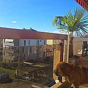 Ianek a rejoint le concours — aidez-le/la à gagner de superbes lots ! balcony, building, daytime, dog, fence, footwear, glass, outdoor, palm, pet, plant, railing, reflection, residential, shadow, shoe, sky, sunlight, urban, window