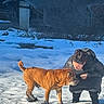 Ianek a rejoint le concours — aidez-le/la à gagner de superbes lots ! animal, bare_tree, boots, cabin, coat, cold, dog, friendship, fur, interaction, leisure, nature, outdoor, paw_protection, person, pet, rustic, snow, tree, winter
