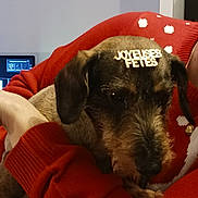 Nougat participe au concours pour gagner de l'argent avec cette photo : animal, canine, chair, clothing, computer, computerhardware, couch, cushion, dog, electronics, furniture, hardware, homedecor, hound, laptop, monitor, pc, pet, screen, tv