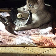 Lucy participe au concours pour gagner de l'argent avec cette photo : puppy, dog, husky, blue_eyes, chewing, blanket, indoor, sunlight, shadow, tile_floor, playful, pet, canine, fur, cute, young_dog, animal, resting, cozy, domestic