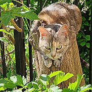 Yzera De Circourt a rejoint le concours — aidez-le/la à gagner de superbes lots ! cat, tabby, green_eyes, wood, plants, foliage, outdoor, nature, black_iron_bars, crouching, animal, pet, sunlight, close_up, wildlife, curious, mammal, fur, whiskers, greenery
