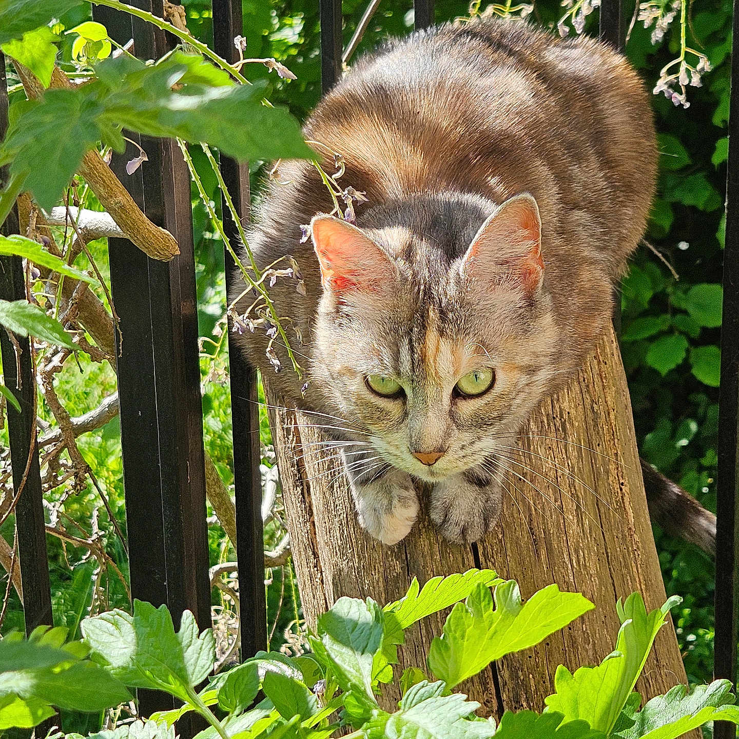 Yzera De Circourt a rejoint le concours — aidez-le/la à gagner de superbes lots ! animal, black_iron_bars, cat, close_up, crouching, curious, foliage, fur, green_eyes, greenery, mammal, nature, outdoor, pet, plants, sunlight, tabby, whiskers, wildlife, wood