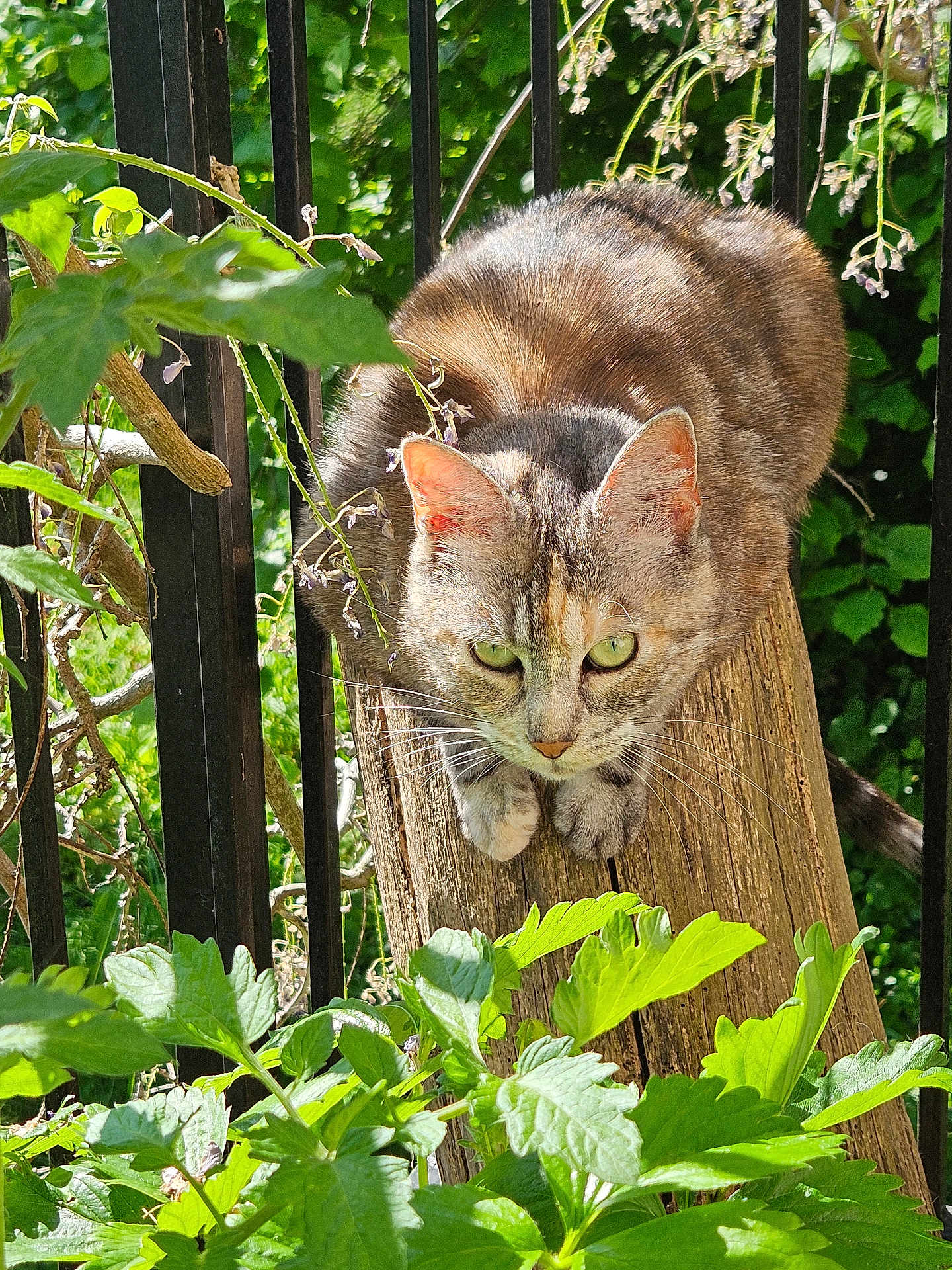 Yzera De Circourt a rejoint le concours — aidez-le/la à gagner de superbes lots ! cat, tabby, green_eyes, wood, plants, foliage, outdoor, nature, black_iron_bars, crouching, animal, pet, sunlight, close_up, wildlife, curious, mammal, fur, whiskers, greenery