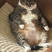 Mia joined the competition — help win amazing prizes! cat, tabby, pet, indoor, relaxed, lounging, couch, blanket, feline, fur, white_paws, resting, plush, domestic_animal, cute, whiskers, tail, comfort, cozy, sleepy