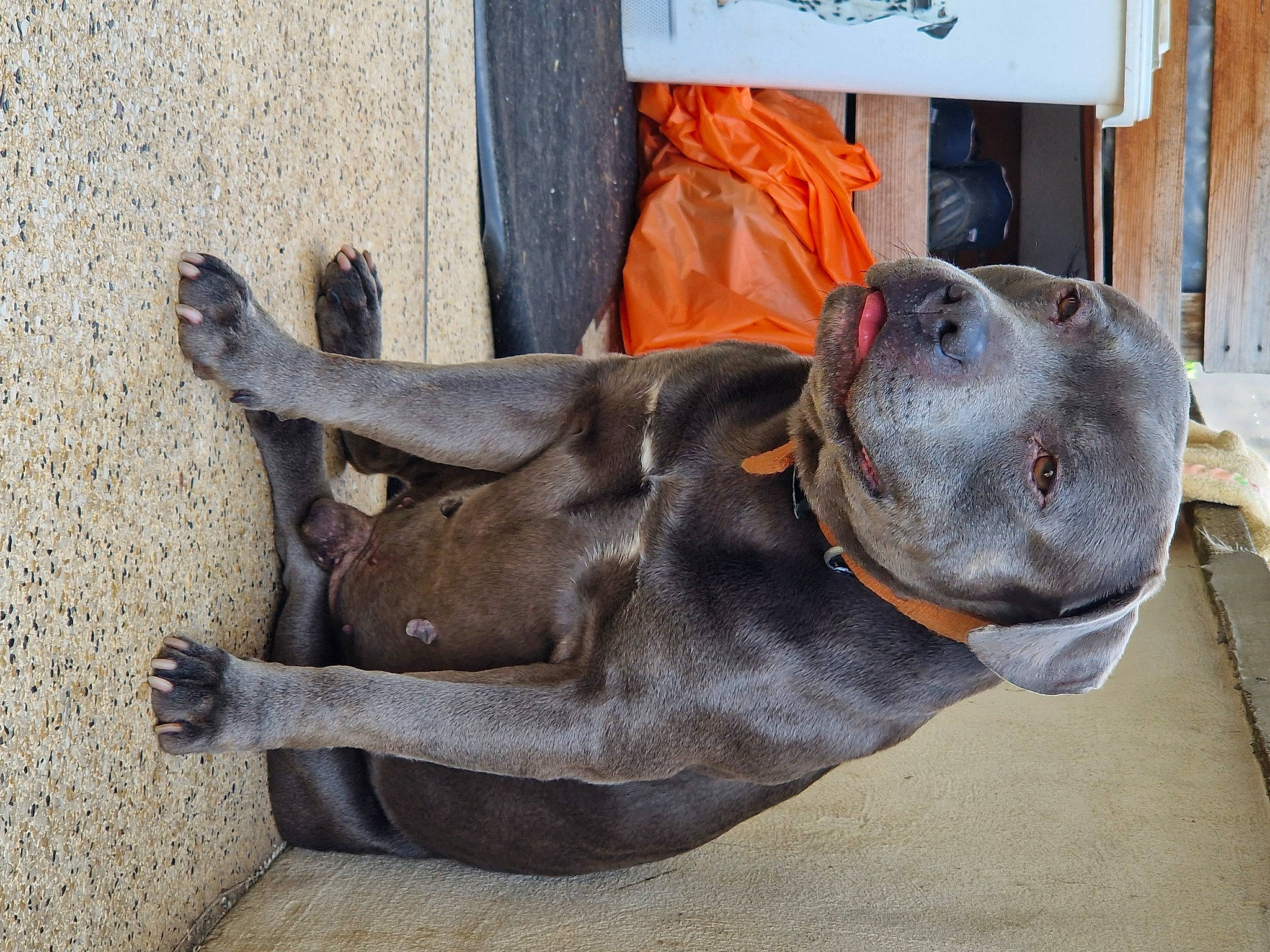 Marley a rejoint le concours — aidez-le/la à gagner de superbes lots ! art, canidae, carnivore, collar, companion_dog, dog, dog_breed, dog_collar, fawn, guard_dog, liver, metal, non_sporting_group, pet_supply, sculpture, snout, sporting_group, statue, terrestrial_animal, working_animal