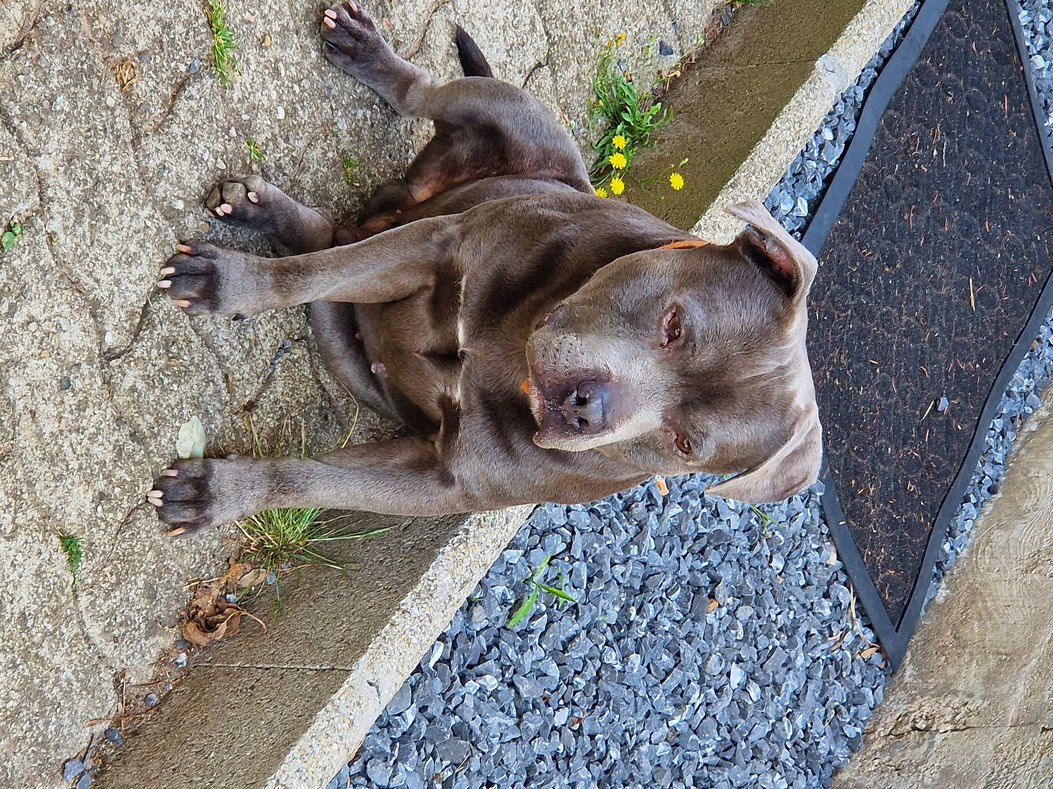 Marley a rejoint le concours — aidez-le/la à gagner de superbes lots ! art, bronze_sculpture, canidae, dog_breed, fawn, liver, metal, monument, pack_animal, plant, road_surface, sculpture, snout, sporting_group, statue, tail, terrestrial_animal, tree, wood, working_animal