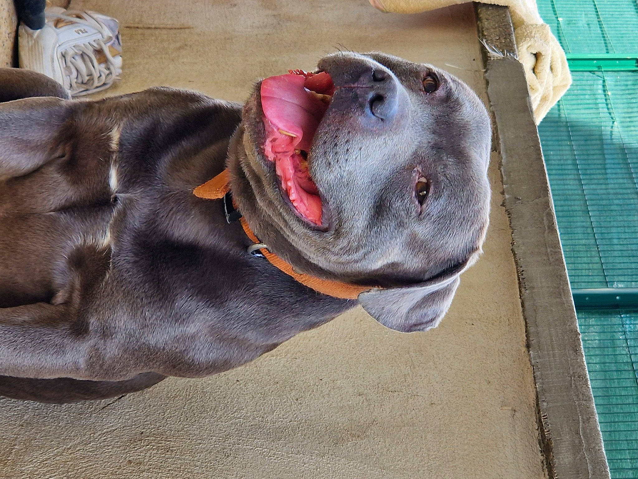 Marley participe au concours pour gagner de l'argent avec cette photo : canidae, carnivore, collar, comfort, companion_dog, dog, dog_breed, dog_collar, dog_supply, fashion_accessory, fawn, fur, grey, guard_dog, helmet, leash, pet_supply, snout, sporting_group, working_animal