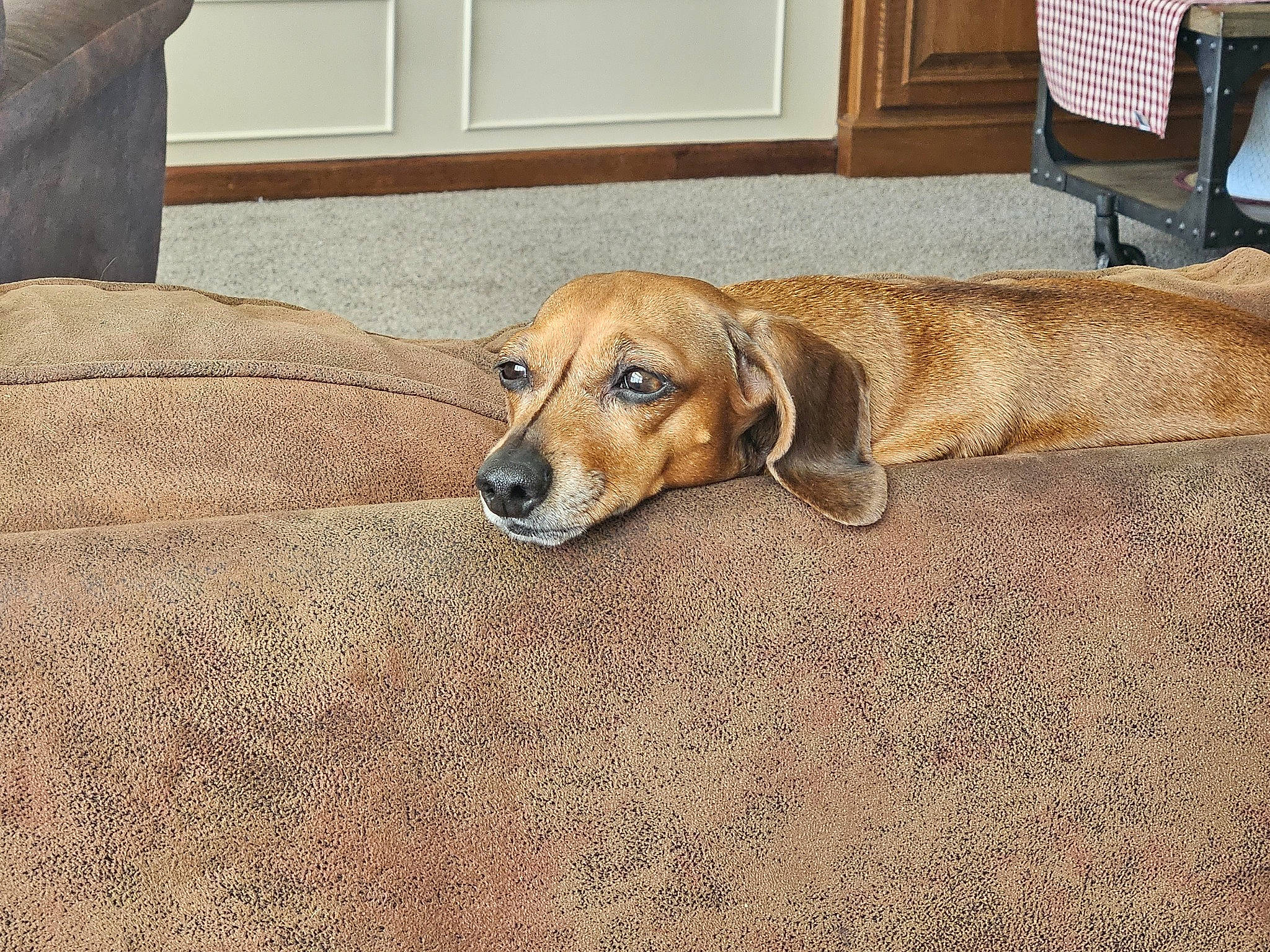Bella is registered to the contest to win money with this photo: canidae, carnivore, comfort, companion_dog, couch, dog, dog_breed, fawn, floor, flooring, fur, hardwood, scent_hound, snout, sporting_group, wood, wood_flooring, working_animal