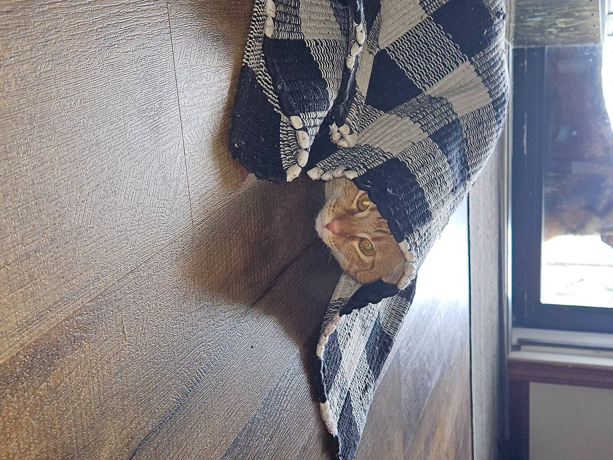 Lemon is registered to the contest to win money with this photo: blazer, button, collar, denim, dress_shirt, fashion_design, formal_wear, grey, leather_jacket, linens, pattern, plaid, sleeve, suit, tartan, textile, tie, waist, window, wood