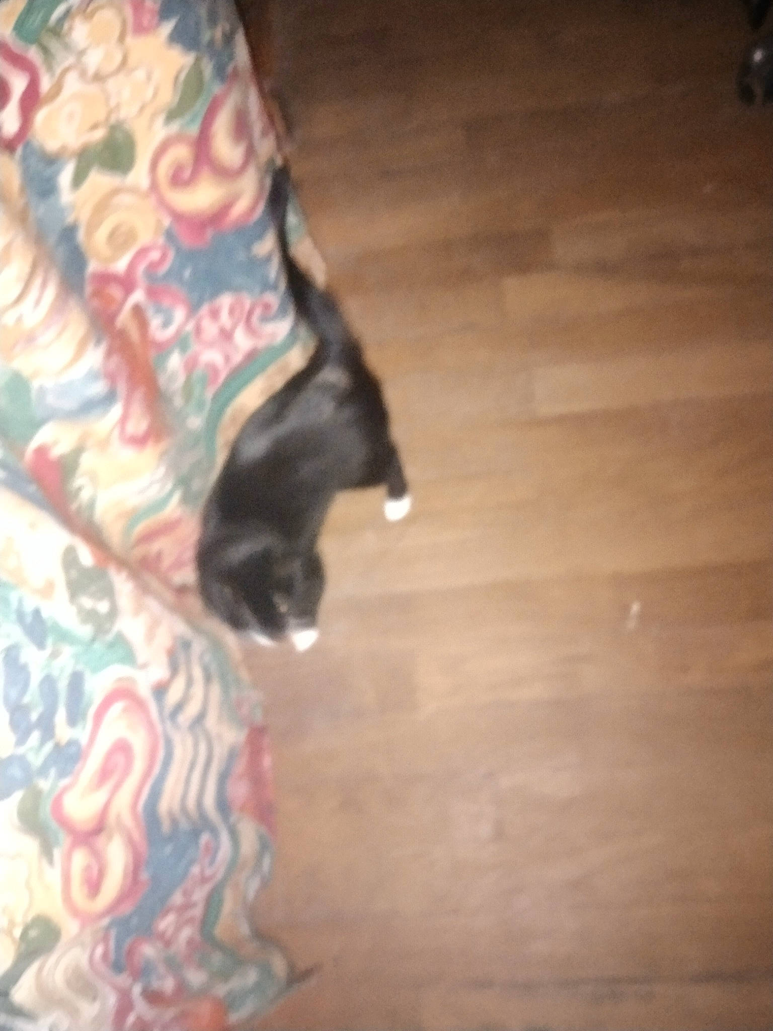 Chaussette a rejoint le concours — aidez-le/la à gagner de superbes lots ! carmine, cat, felidae, floor, flooring, fur, hardwood, human_leg, laminate_flooring, magenta, pattern, room, small_to_medium_sized_cats, tail, tints_and_shades, varnish, visual_arts, wood, wood_flooring, wood_stain