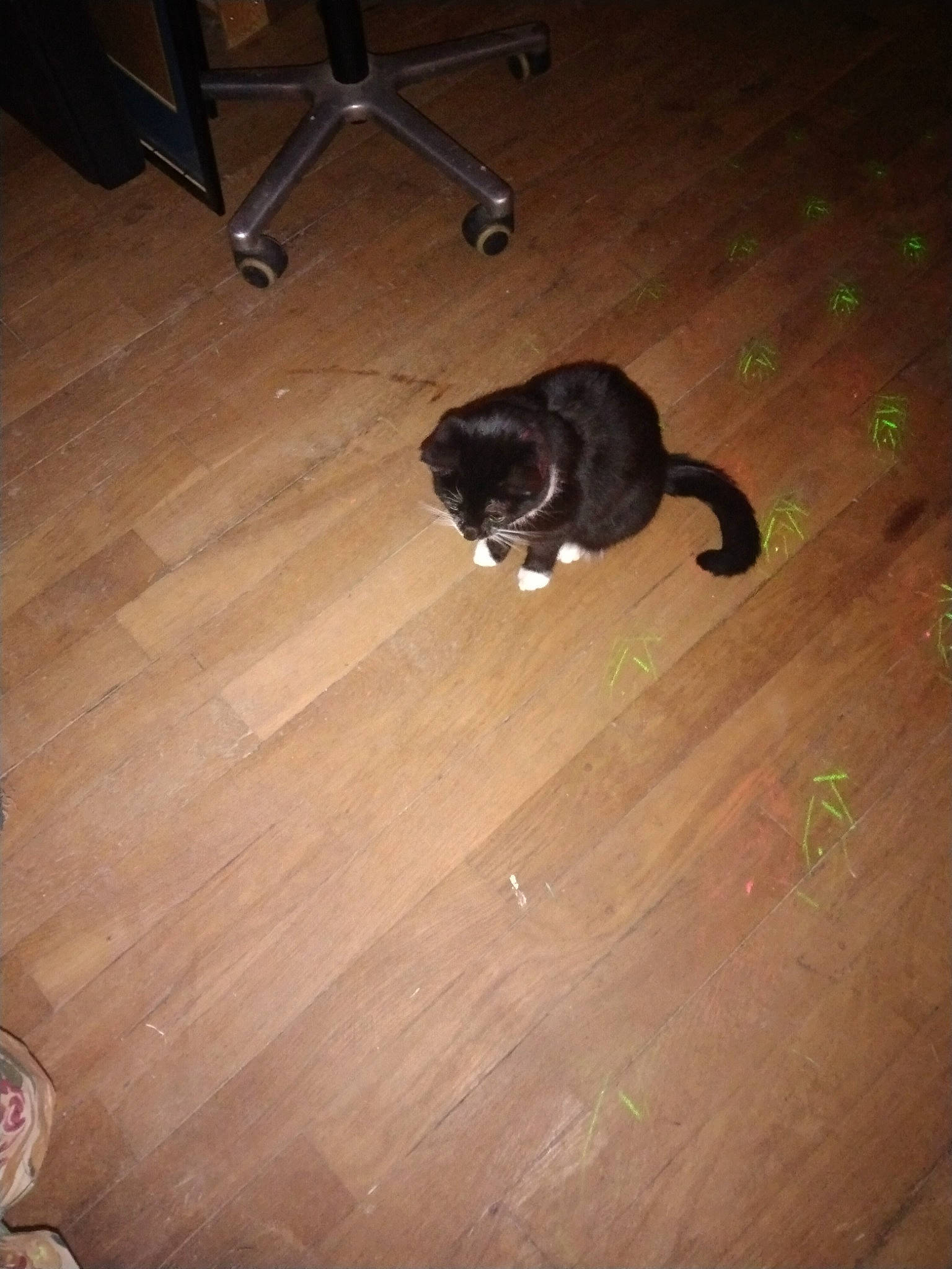 Chaussette participe au concours pour gagner de l'argent avec cette photo : brown, carnivore, cat, dog_breed, fawn, felidae, floor, flooring, fur, hardwood, laminate_flooring, plywood, small_to_medium_sized_cats, tail, tints_and_shades, varnish, whiskers, wood, wood_flooring, wood_stain