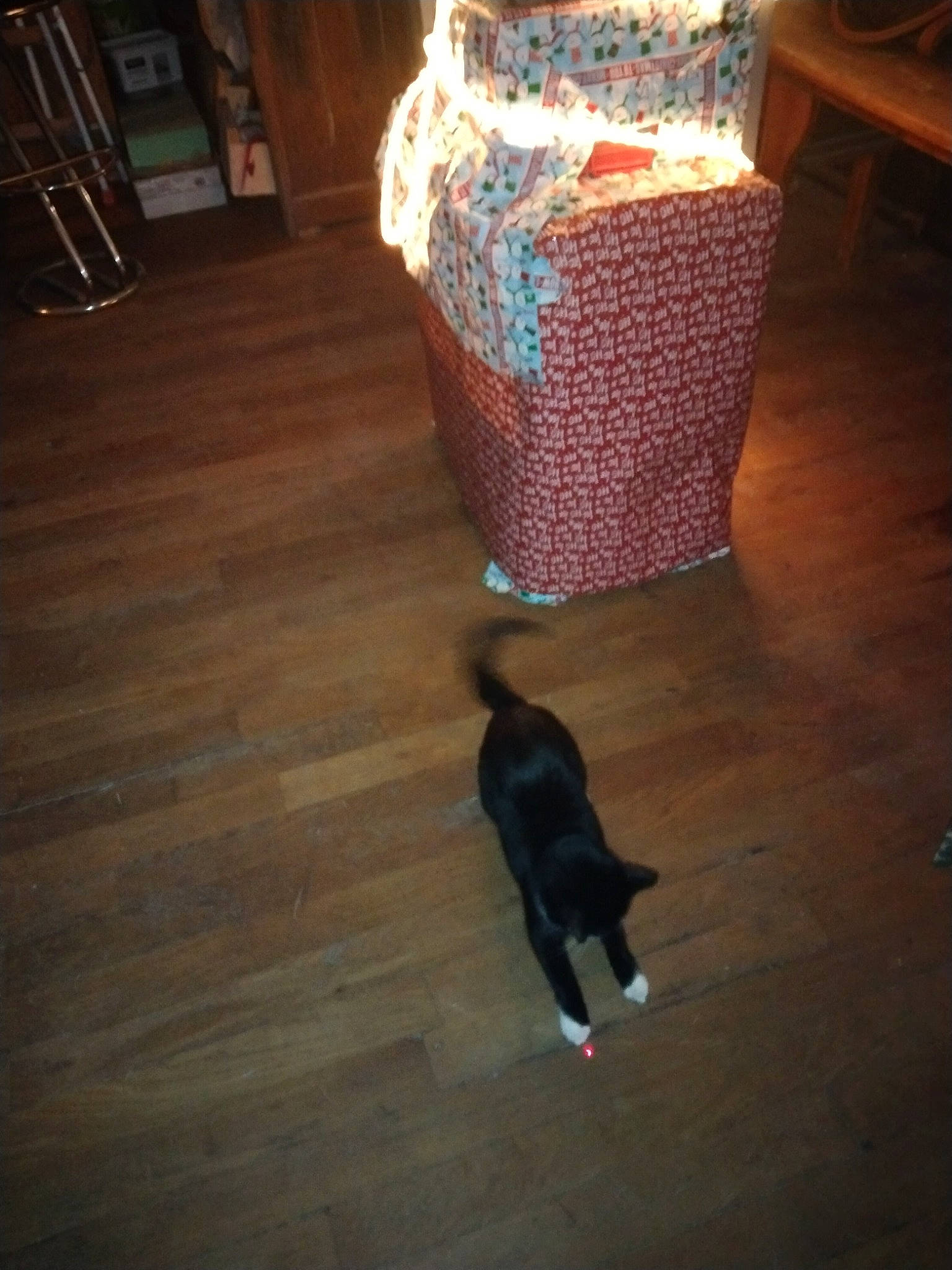 Chaussette participe au concours pour gagner de l'argent avec cette photo : basket, brown, carnivore, cat, felidae, floor, flooring, hardwood, laminate_flooring, laundry_basket, pet_supply, room, small_to_medium_sized_cats, storage_basket, tail, tints_and_shades, wicker, wood, wood_flooring, wood_stain