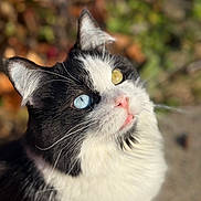 Meleys joined the competition — help win amazing prizes! cat, tuxedo_cat, heterochromia, close_up, outdoor, animal, pet, whiskers, black_and_white, pink_nose, curious, fur, portrait, daylight, nature, eyes, mammal, cute, looking_up, soft_focus