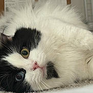 Meleys joined the competition — help win amazing prizes! animal, black_and_white, carpet, cat, close_up, cute, domestic, eye_contact, feline, fluffy, fur, heterochromia, indoor, lying_down, pet, pink_nose, portrait, relaxed, soft, whiskers