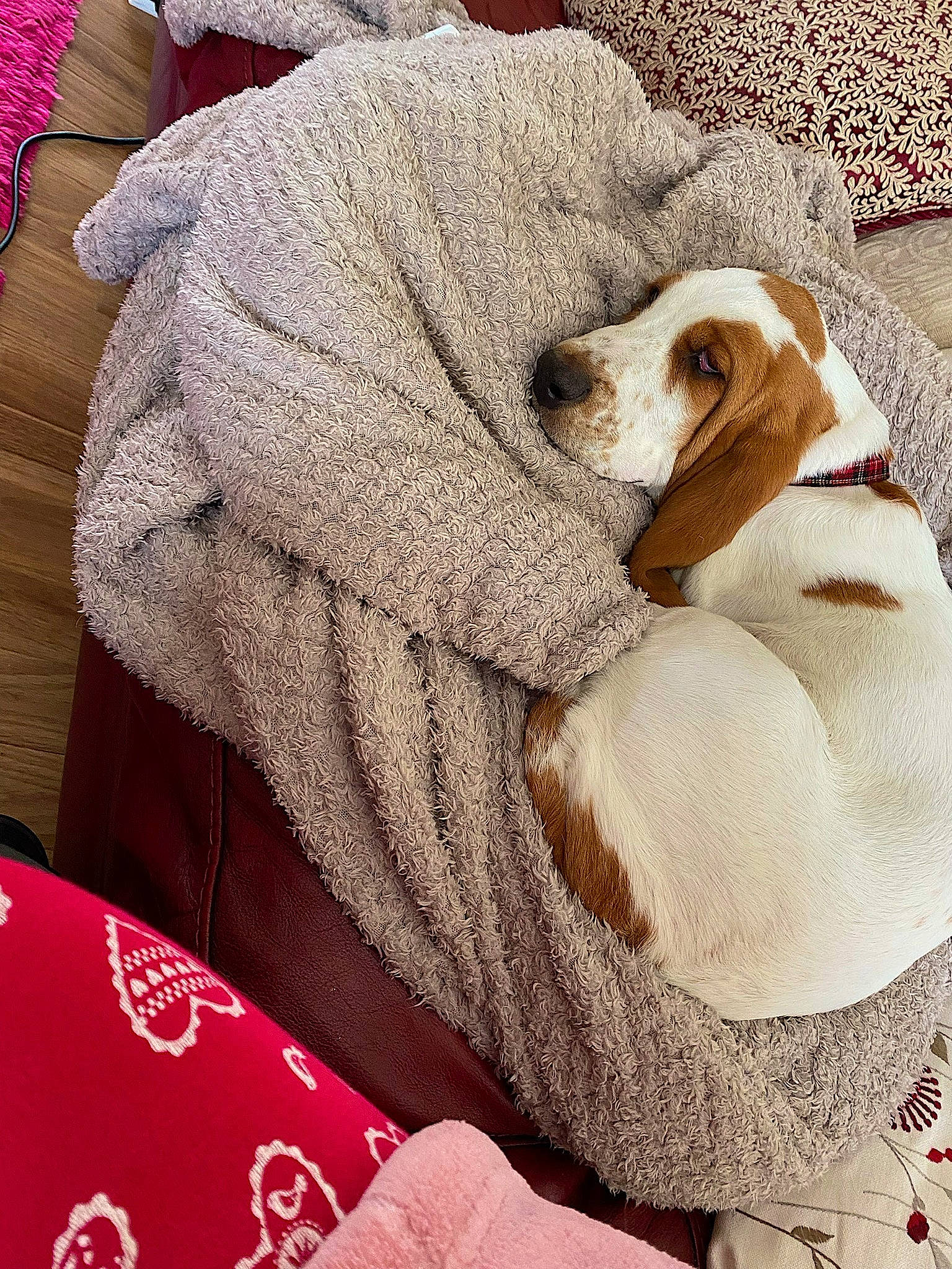 Hudson is registered to the contest to win money with this photo: bedding, canidae, carnivore, comfort, companion_dog, dog, dog_breed, fawn, fur, linens, magenta, nap, pattern, sleeve, small_to_medium_sized_cats, sporting_group, textile, towel, wool, woolen