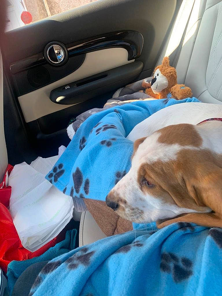 Hudson joined the competition — help win amazing prizes! auto_part, automotive_design, automotive_exterior, blue, car, car_seat, car_seat_cover, carnivore, comfort, companion_dog, dog, dog_breed, family_car, fawn, linens, motor_vehicle, personal_luxury_car, vehicle, vehicle_door, window