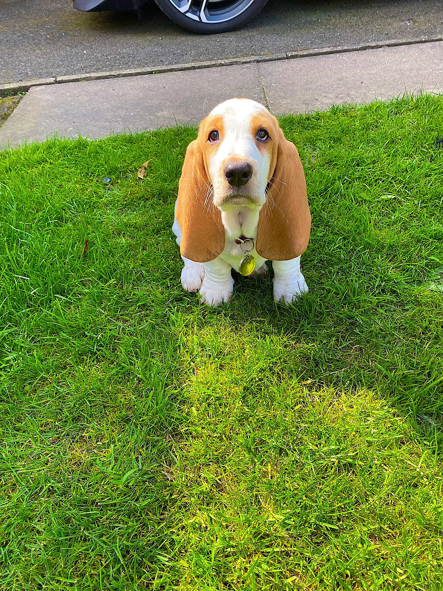 Hudson is registered to the contest to win money with this photo: automotive_tire, carnivore, companion_dog, dog, dog_breed, dog_supply, fawn, fender, grass, groundcover, hubcap, lawn, liver, plant, snout, sporting_group, tire, tire_care, vehicle_door, wheel