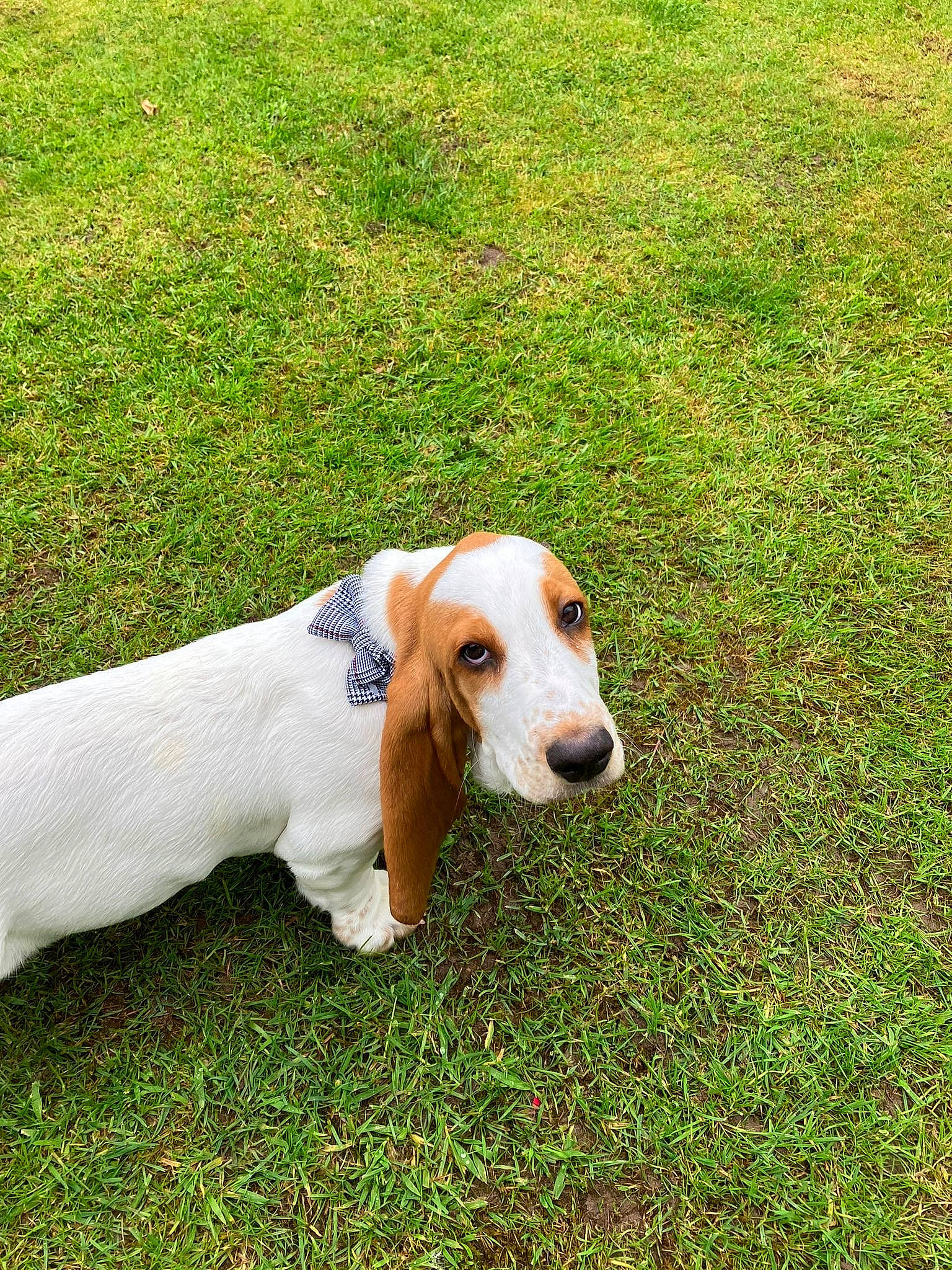 Hudson joined the competition — help win amazing prizes! canidae, carnivore, companion_dog, dog, dog_breed, fawn, grass, grassland, groundcover, hound, hunting_dog, lawn, liver, pasture, plant, snout, sporting_group