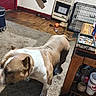 dog, carpet, indoor, furniture, heater, door, crate, ashtray, cigarette_butts, wooden_table, shoe, socks, wall, floor, plastic_bottle, clothing, shadow, motion_blur, pet, lived_in