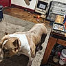 Ragnoff is registered to the contest to win money with this photo: dog, carpet, table, ashtray, cigarette_butts, shoes, heater, dog_crate, door, wall, floor, cup, plastic_bottle, wooden_floor, jacket, clothing, indoor, household_items, pet, messy