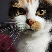 Chabada participe au concours pour gagner de l'argent avec cette photo : cat, calico, close_up, whiskers, yellow_eyes, pet, feline, fur, nose, indoor, portrait, animal, cute, face, muzzle, soft_focus, domestic_cat, curious, closeup, whisker