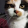 cat, calico, close_up, whiskers, yellow_eyes, pet, feline, fur, nose, indoor, portrait, animal, cute, face, muzzle, soft_focus, domestic_cat, curious, closeup, whisker