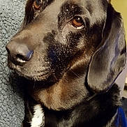 Oula a rejoint le concours — aidez-le/la à gagner de superbes lots ! dog, black_dog, pet, close_up, portrait, brown_eyes, white_chest_patch, fur, ears, animal, indoors, cozy, blanket, resting, mammal, companion, cute, friendly, looking_away, warm_lighting