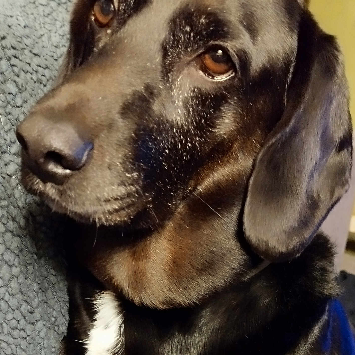 Oula a rejoint le concours — aidez-le/la à gagner de superbes lots ! animal, black_dog, blanket, brown_eyes, close_up, companion, cozy, cute, dog, ears, friendly, fur, indoors, looking_away, mammal, pet, portrait, resting, warm_lighting, white_chest_patch