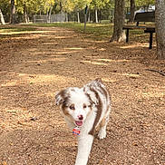 Lola joined the competition — help win amazing prizes! puppy, dog, walking, path, park, outdoor, trees, bench, sunlight, nature, happy, fur, canine, pet, animal, playful, daytime, smiling, young, nose