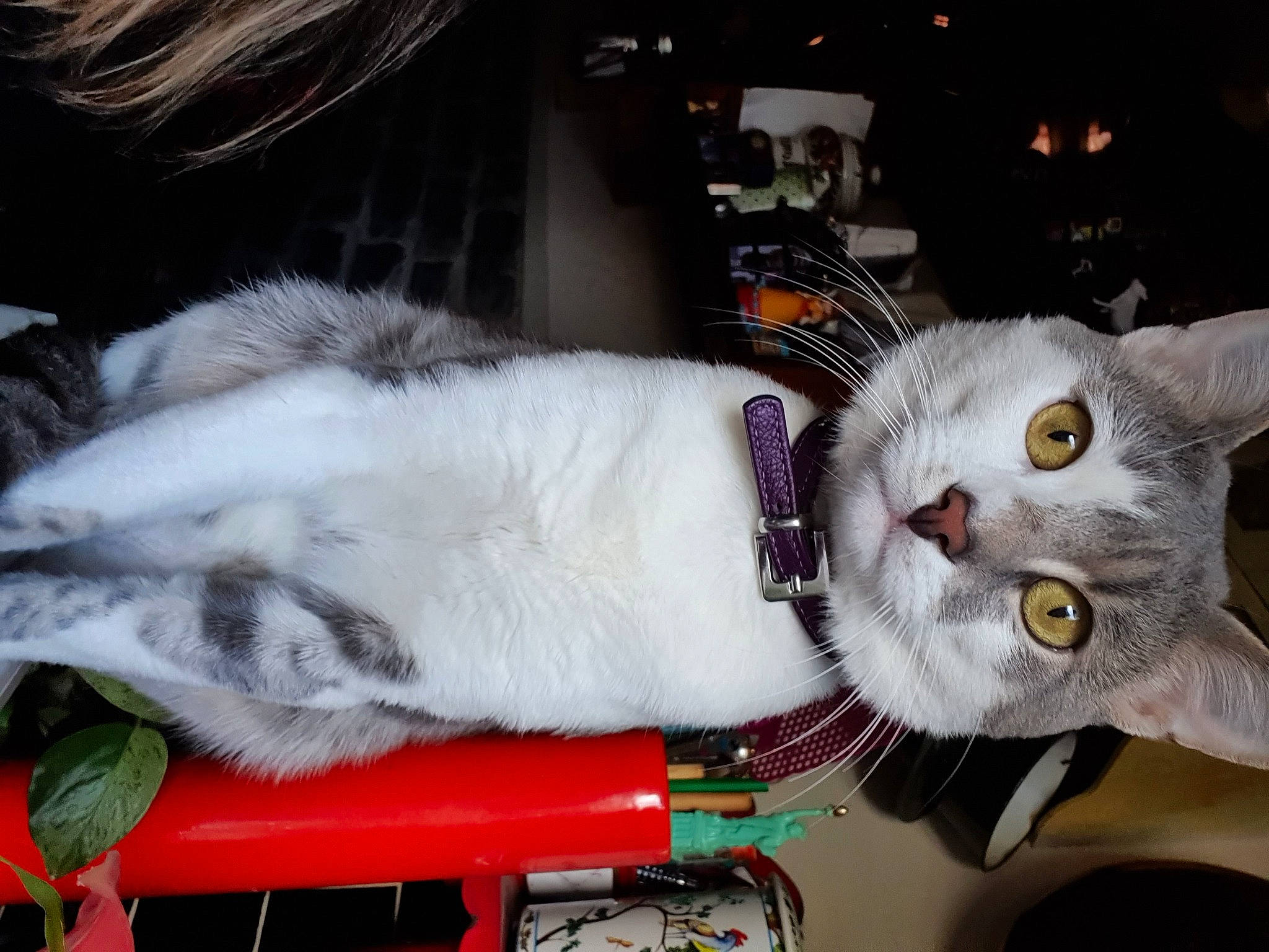 Lazare participe au concours pour gagner de l'argent avec cette photo : american_curl, american_shorthair, asian, burmilla, carnivore, cat, domestic_short_haired_cat, ear, felidae, fur, kitten, lap, small_to_medium_sized_cats, turkish_angora, whiskers