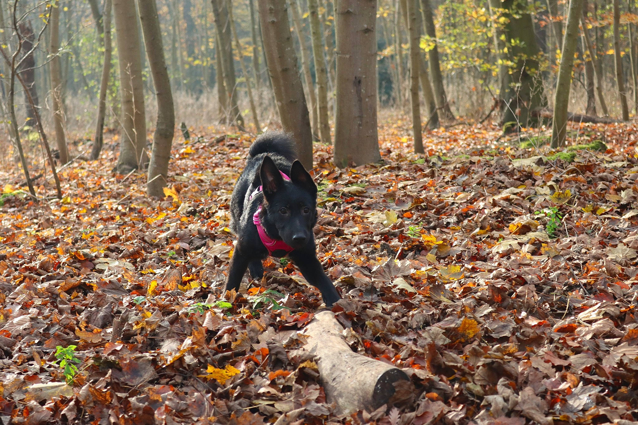 Nena participe au concours pour gagner de l'argent avec cette photo : autumn, canidae, deciduous, forest, hunting_dog, leaf, northern_hardwood_forest, people_in_nature, plant, sporting_group, tree, woodland