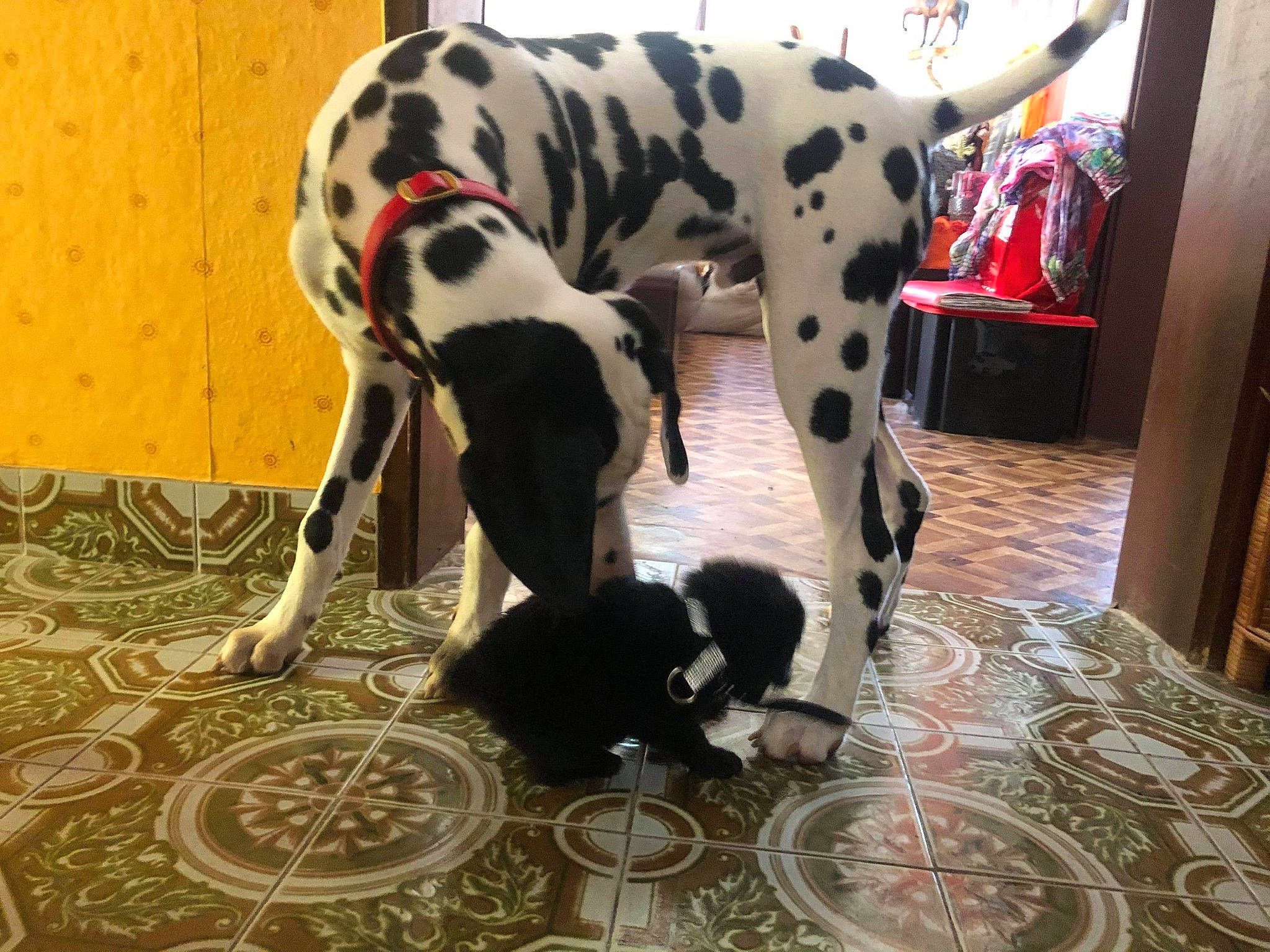 Nena a rejoint le concours — aidez-le/la à gagner de superbes lots ! braque_dauvergne, canidae, carnivore, companion_dog, dalmatian, dog, dog_breed, fawn, floor, great_dane, guard_dog, mammal, non_sporting_group, pointer, sporting_group, tail, vertebrate