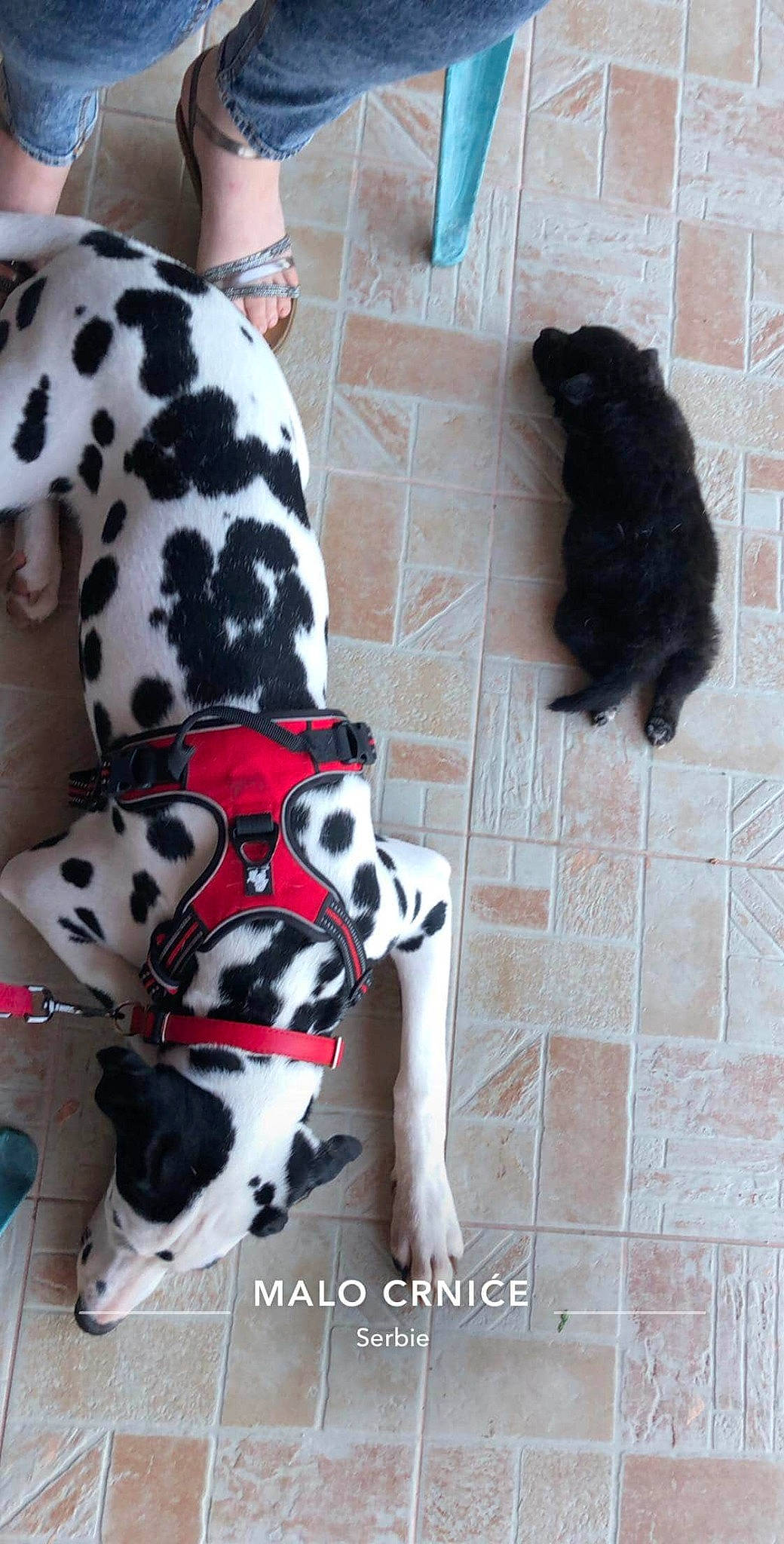 Nena a rejoint le concours — aidez-le/la à gagner de superbes lots ! canidae, carnivore, companion_dog, dalmatian, dog, dog_breed, fawn, non_sporting_group, pattern, pug, puppy, sporting_group, tail