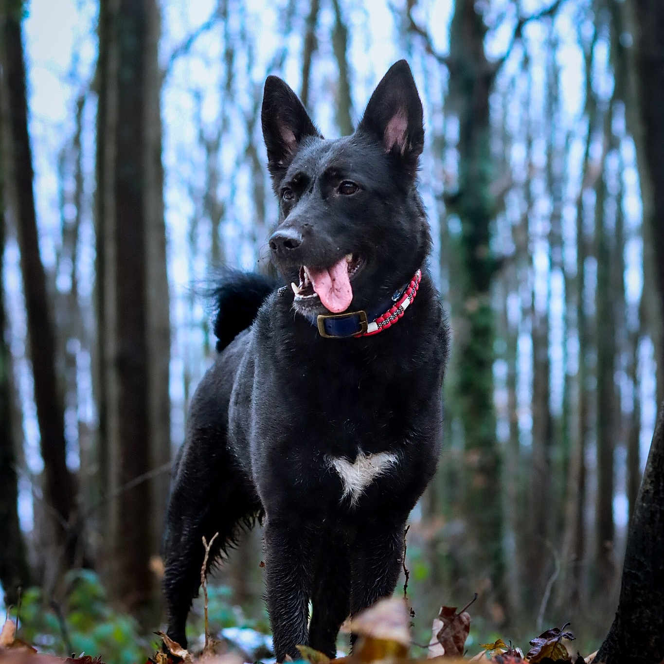 Nena