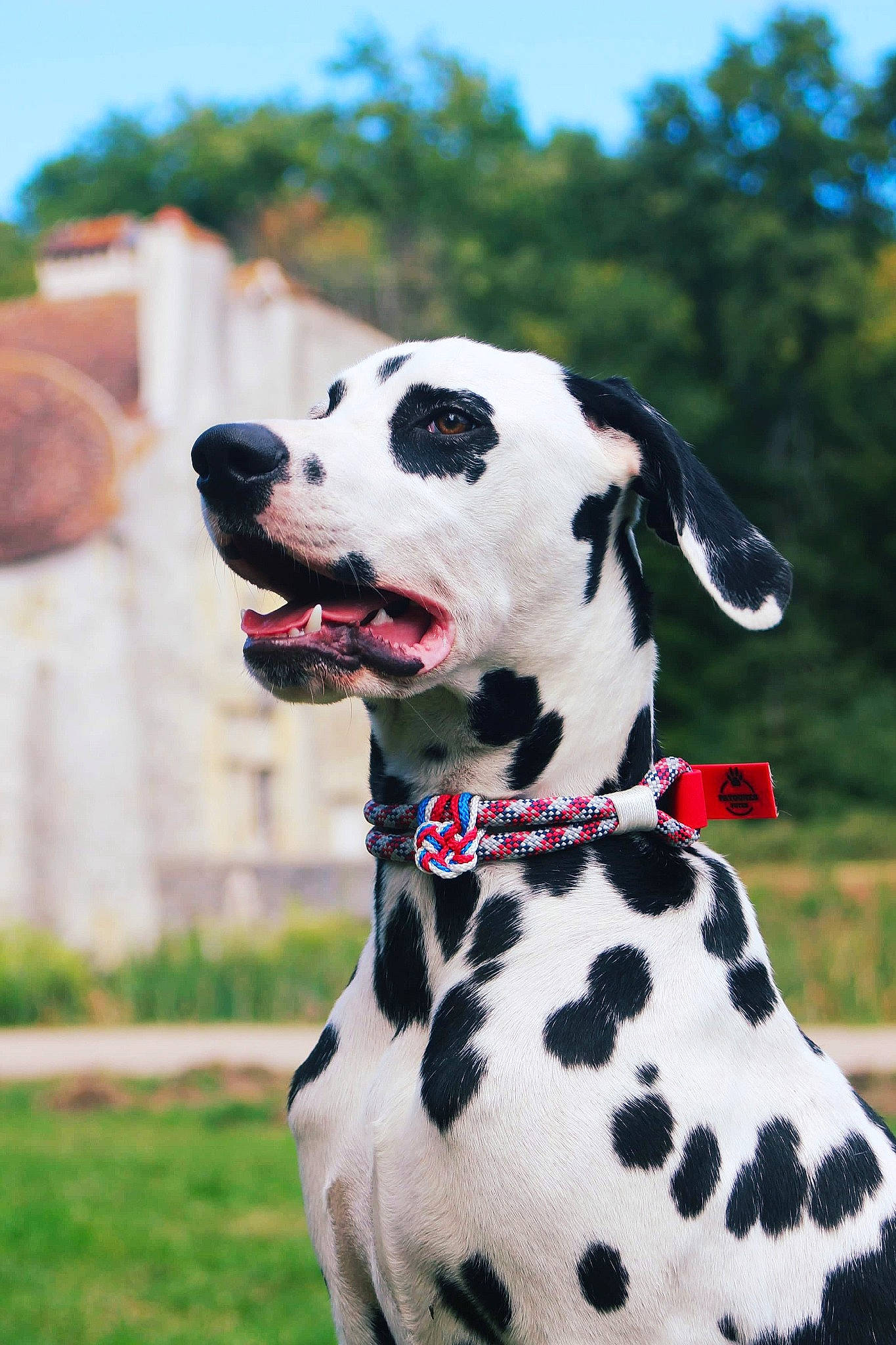 Roméo a rejoint le concours — aidez-le/la à gagner de superbes lots ! canidae, carnivore, companion_dog, dalmatian, dog, dog_breed, dog_collar, great_dane, mammal, non_sporting_group, snout, sporting_group, vertebrate