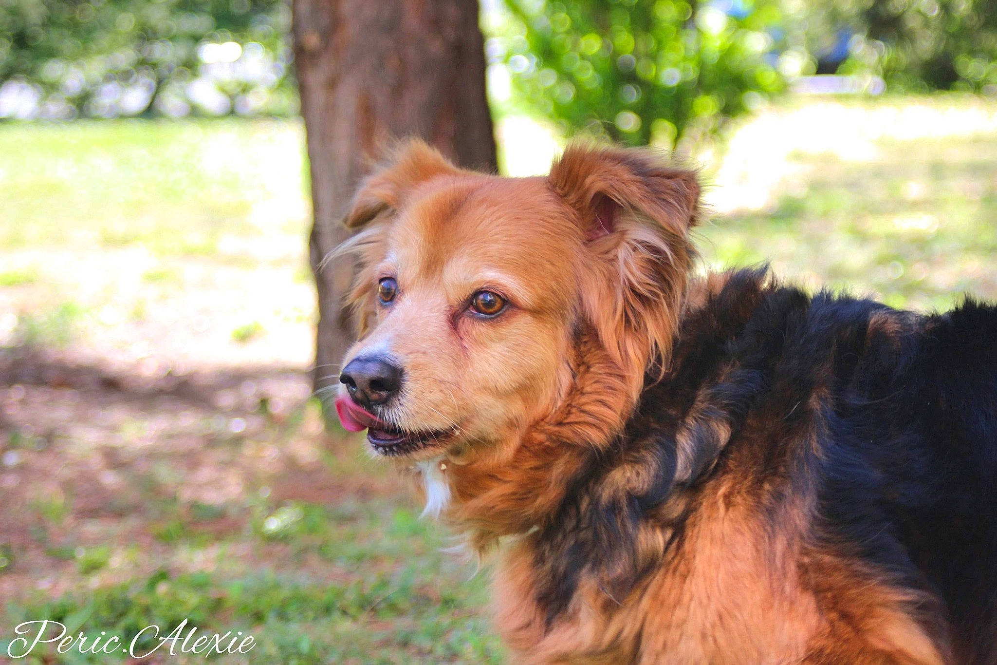 London a rejoint le concours — aidez-le/la à gagner de superbes lots ! australian_terrier, basque_shepherd_dog, canidae, carnivore, companion_dog, dog, dog_breed, golden_retriever, grass, mammal, norfolk_terrier, nova_scotia_duck_tolling_retriever, plant, rare_breed_dog, sporting_group, terrier, vertebrate, working_dog