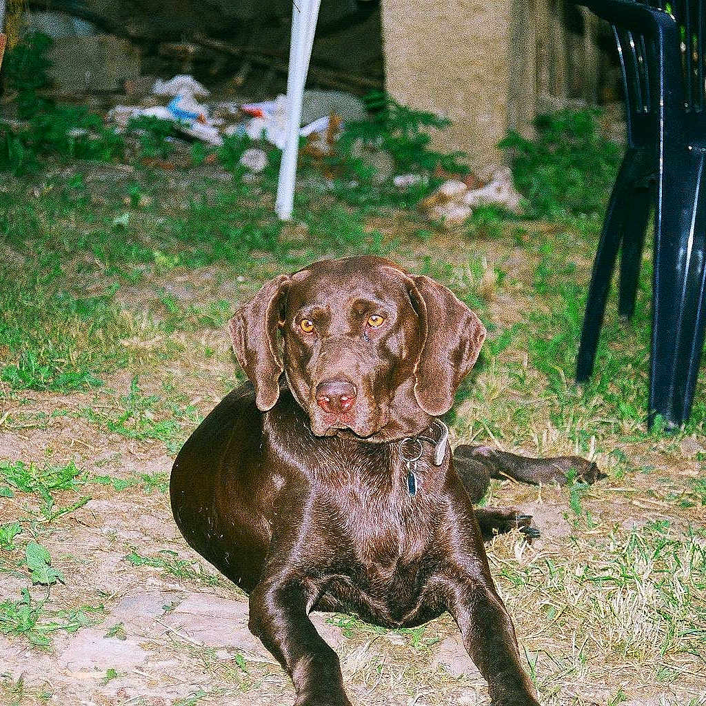 Laika