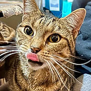 Rocky a rejoint le concours — aidez-le/la à gagner de superbes lots ! cat, tabby, close_up, tongue_out, whiskers, indoor, curious, feline, pet, animal, brown, striped, face, ears, eyes, fur, cute, mammal, domestic, portrait