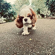 Jelly participe au concours pour gagner de l'argent avec cette photo : dog, puppy, walking, pavement, outdoor, trees, greenery, nature, fluffy, ears, brown_and_white, curious, canine, pet, small_dog, daylight, pathway, close_up, animal, cute