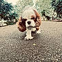 dog, puppy, walking, pavement, outdoor, trees, greenery, nature, fluffy, ears, brown_and_white, curious, canine, pet, small_dog, daylight, pathway, close_up, animal, cute