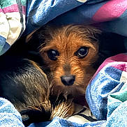 Yoongi joined the competition — help win amazing prizes! dog, blanket, fur, pet, cozy, indoors, face, animal, cute, small_dog, brown, black, snout, eyes, fur_texture, resting, curious, warm, colorful, soft